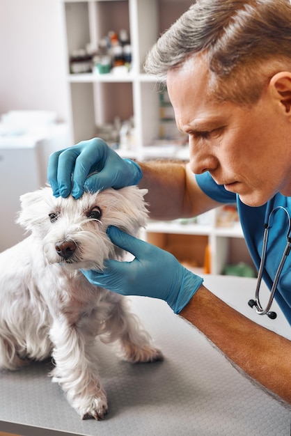 Vista è importante veterinario maschio di mezza età in uniforme da lavoro che controlla gli occhi di un piccolo