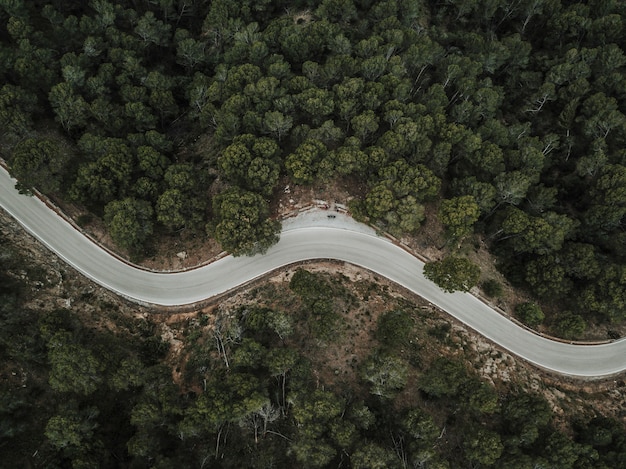 Vista elevata della strada curva vuota attraverso la foresta