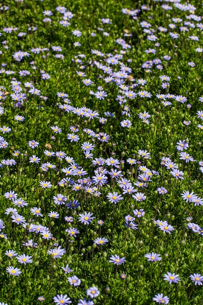 Vista esterna del paesaggio di una bella patch di fiori viola gerbera daisy.