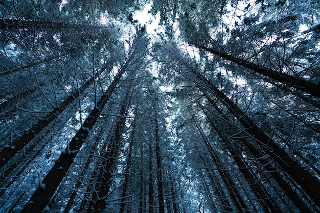 vista esterna della foresta di alberi