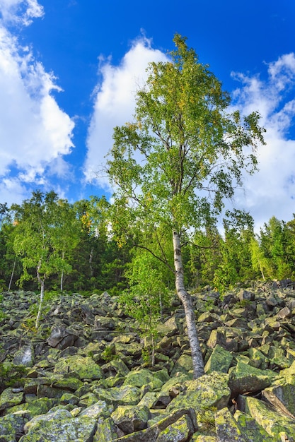 Vista estiva del pendio pietroso della montagna con cielo e nubi cumuliformi e alberi di betulla (Ihrovets, Carpazi, Ucraina).