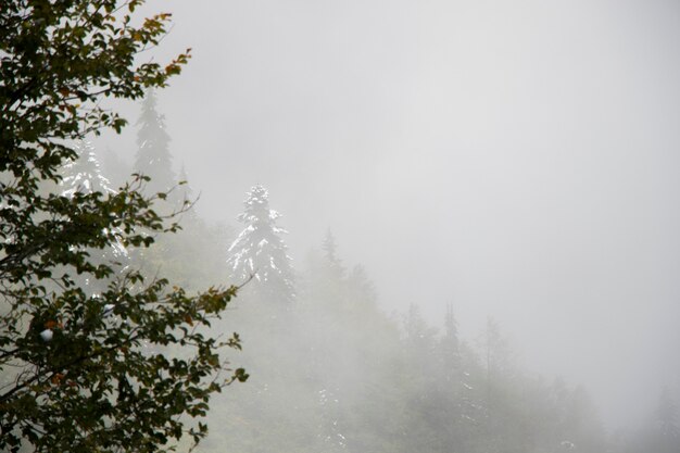 Vista foresta nebbiosa e nebbiosa