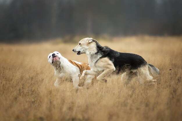 Vista frontale a due cani che corrono in un campo. Il cane da pastore di razza mista grigia morde il bulldog inglese