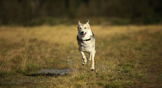 Vista frontale al cane husky che cammina su un prato verde