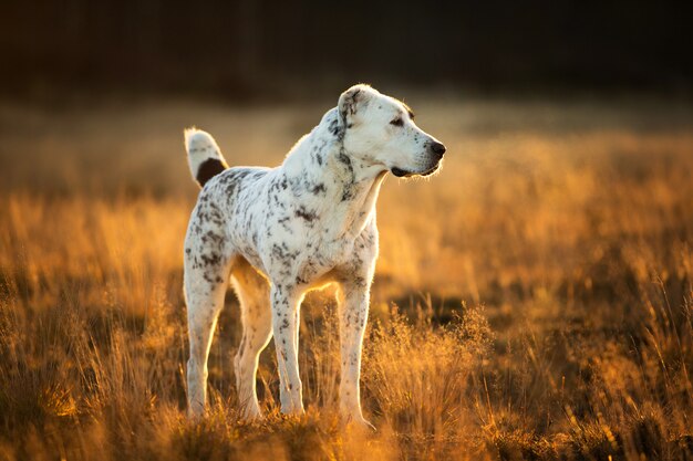 Vista frontale al cane pastore dell'Asia centrale carismatico e sorridente