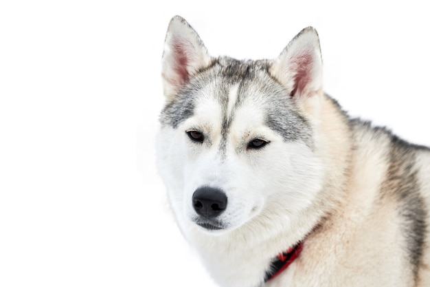 Vista frontale del cane da slitta husky