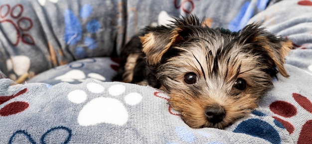 Vista frontale del cucciolo carino yorkshire terrier nel suo letto