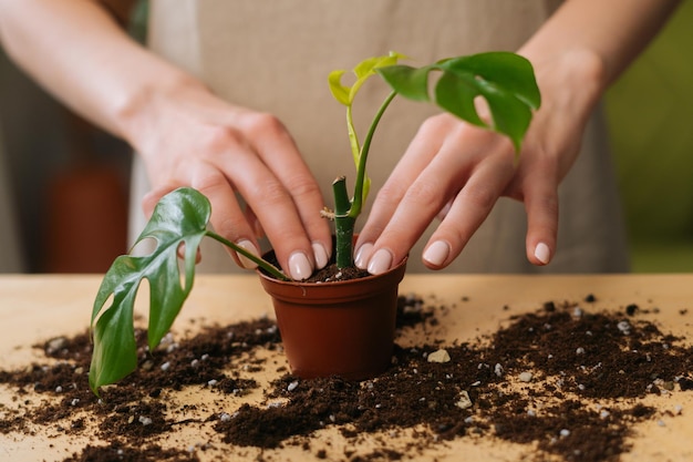 Vista frontale del primo piano della giovane giardiniera irriconoscibile in grembiule che lavora con piante da vaso trapiantate a terra a tavola in casa