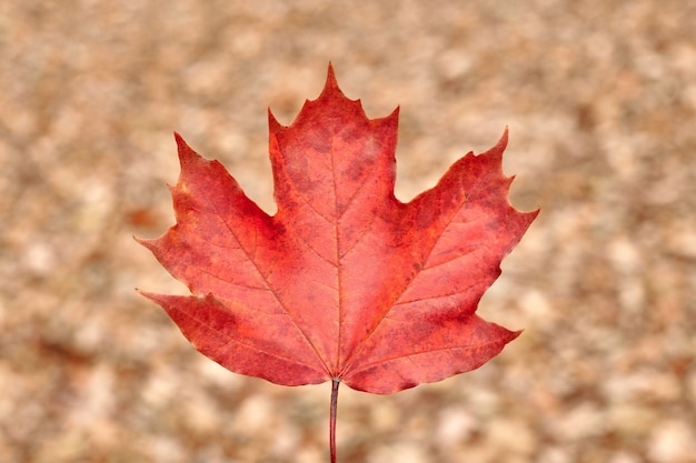Vista frontale della foglia d'autunno rosso