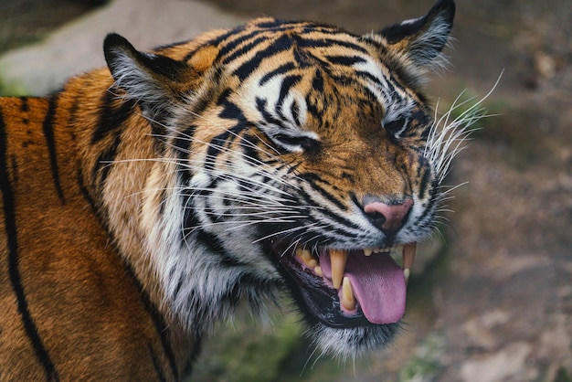 Vista frontale della tigre di Sumatra Ritratto della tigre di Sumatra Panthera tigris sumatrae