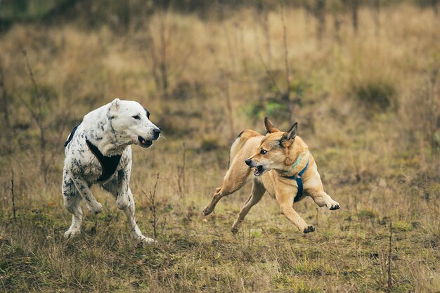 Vista frontale di due cani che corrono in direzione della telecamera