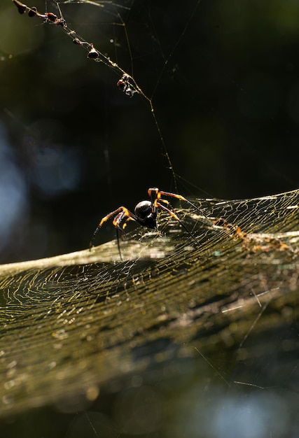 Vista frontale di Golden Orb Spider su uno spazio WebVertical ImageCopy