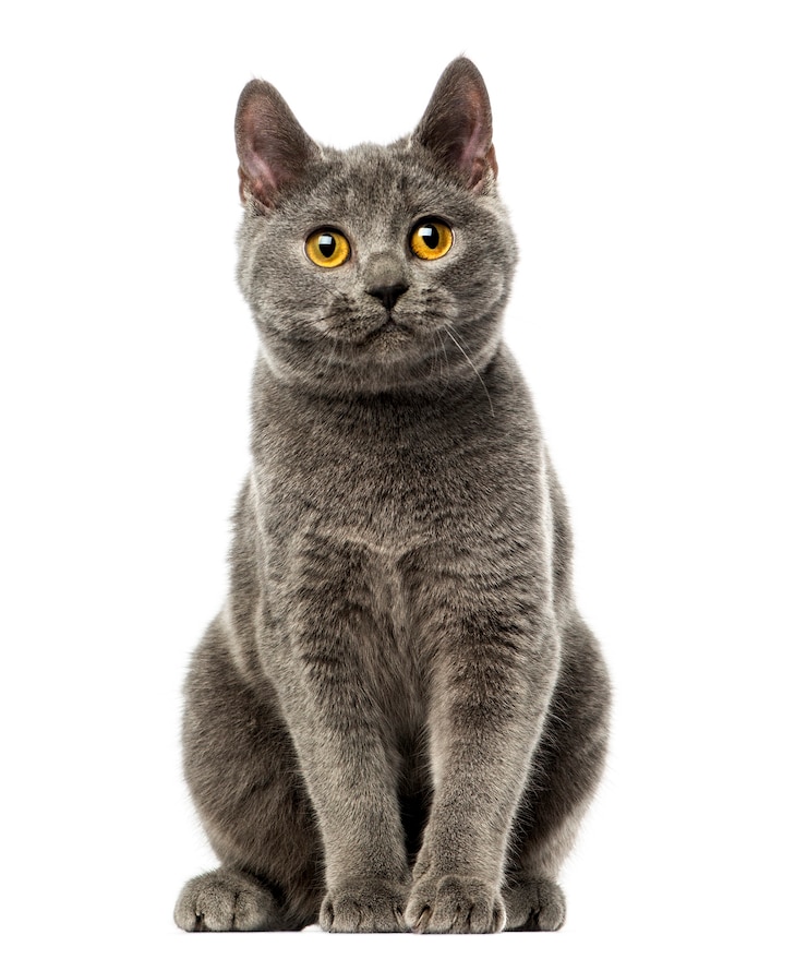 Foto vista frontale di un gattino chartreux seduto isolato su bianco