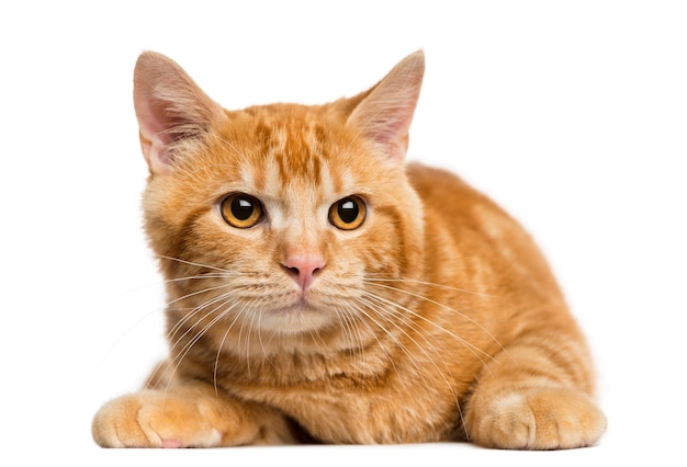 Vista frontale di un gatto di zenzero di razza mista isolato su bianco