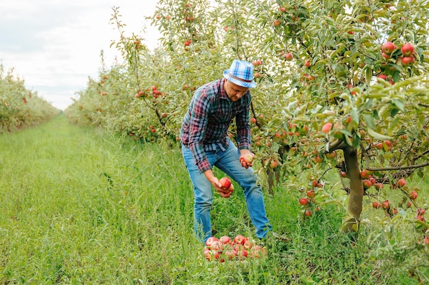 Vista frontale di un giovane lavoratore maschio in un coltivatore del meleto che seleziona le mele con le sue mani che mettono t