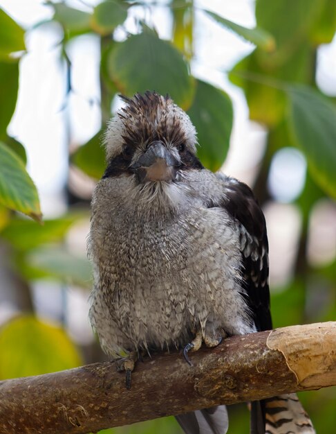 Vista frontale di un Kookaburra appollaiato su un ramo di un albero in una riserva animale Dacelo novaeguineae