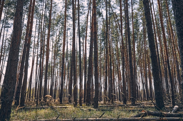 Vista frontale di una fila di conifere che crescono vicine l'una all'altra nel bosco