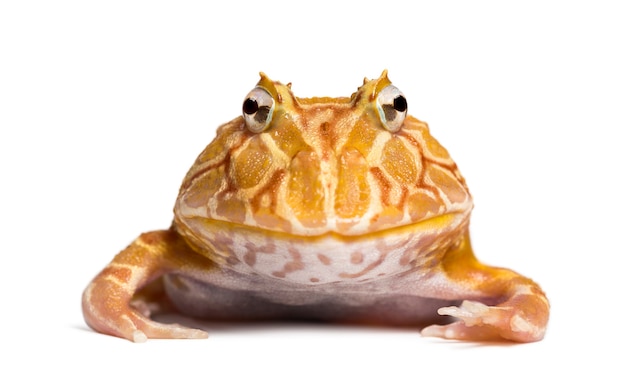 Vista frontale di una rana cornuta argentina guardando la telecamera, Ceratophrys ornata, isolata su bianco