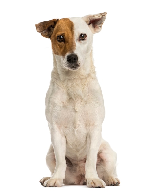 Vista frontale di una seduta di Jack russel terrier isolato su bianco