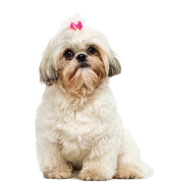 Vista frontale di uno Shih Tzu seduto guardando la telecamera isolata su bianco