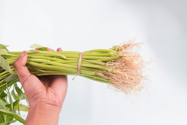 vista frontale, mano d'uomo che tiene un mazzo di spinaci d'acqua o Kangkung isolato su sfondo bianco. Se