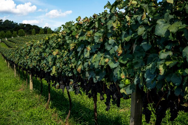 Vista generale del vigneto con uve pronte per la vendemmia.