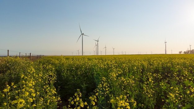 Vista generale delle turbine eoliche nel paesaggio di campagna con cielo senza nuvole. ambiente, sostenibilità, ecologia, energie rinnovabili, riscaldamento globale e consapevolezza dei cambiamenti climatici.