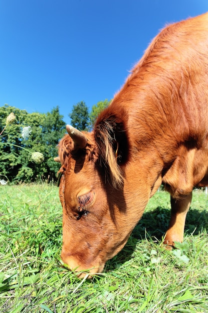 Vista grandangolare di una mucca sull'erba verde