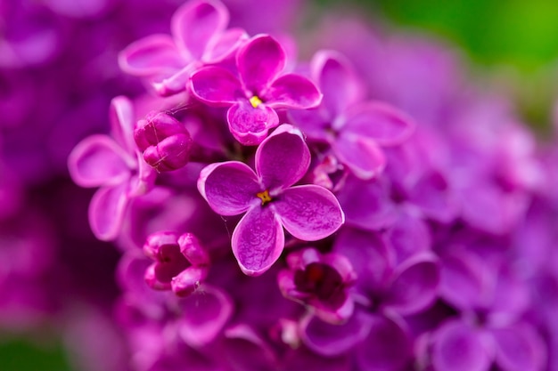 Vista in primo piano dei fiori lilla viola sul cespuglio, messa a fuoco selettiva e sfondo sfocato