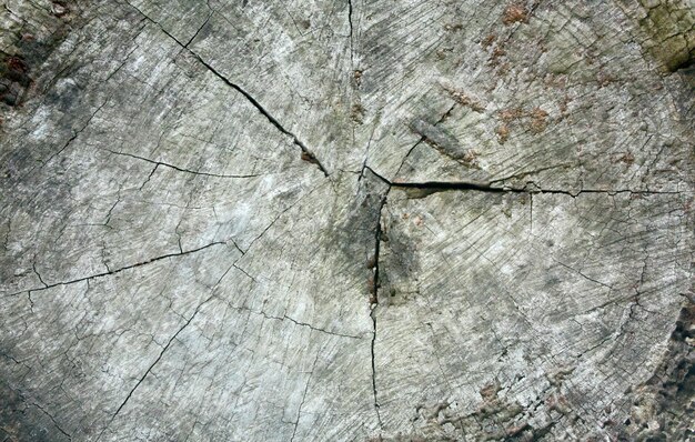 Vista in sezione trasversale dell'albero abbattuto