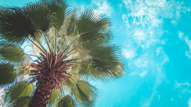 Vista inferiore della palma contro il cielo blu in estate tropicale