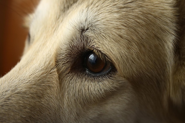 Vista ingrandita all'occhio del cane da pastore all'interno della casa