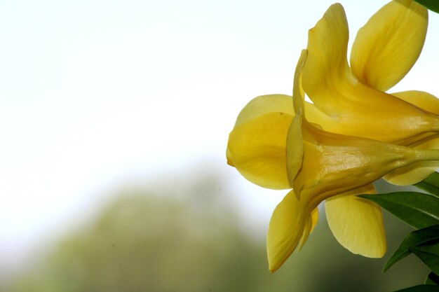 Vista ingrandita dei fiori di Allamanda Cathartica