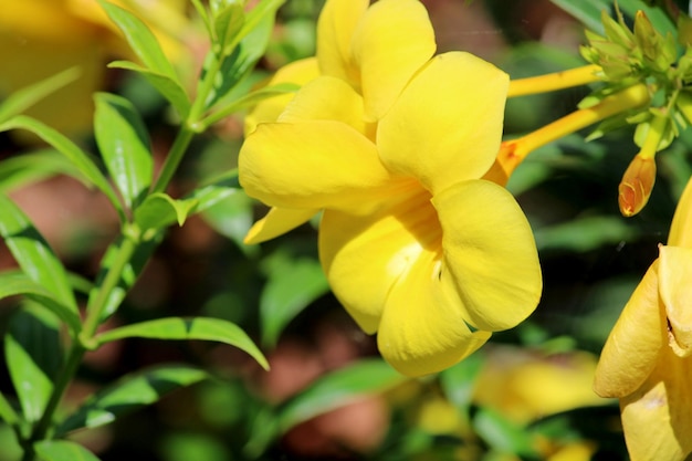 Vista ingrandita dei fiori di Allamanda Cathartica