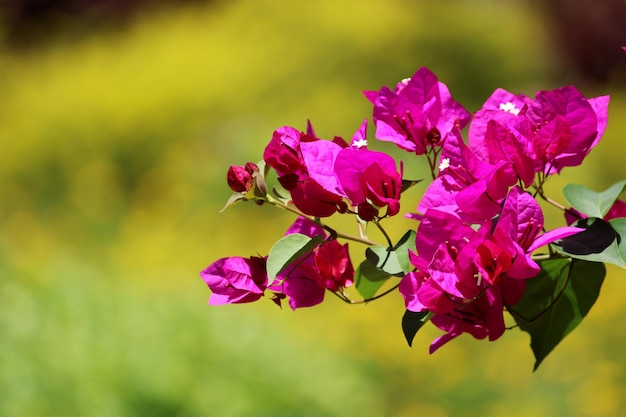 Vista ingrandita dei fiori di Bougainvillea