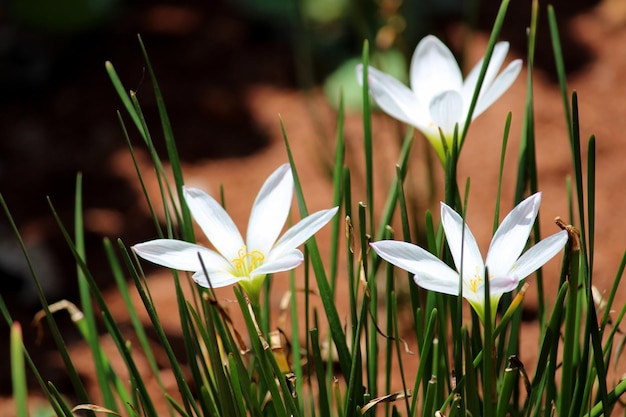 Vista ingrandita dei fiori di Zephyranthes Candida