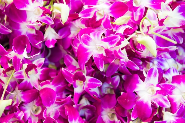 Vista ingrandita del mucchio di molti fiori di orchidea tropicale rosa e viola Può essere utilizzato come sfondo di fiori naturali