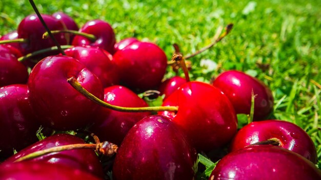 Vista ingrandita del raccolto di ciliegie sdraiato sull'erba verde in giardino Il concetto di cibo sano vitamine mercato agricolo vendita di ciliegie