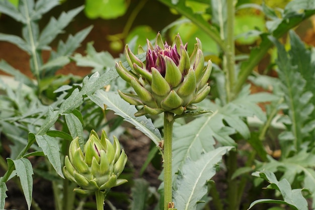 Vista ingrandita della bardana in fiore Arctium lappa su sfondo verde