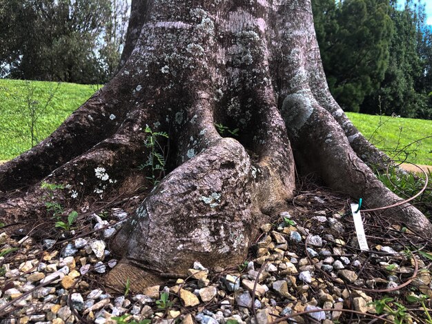 Vista ingrandita della grande radice dell'albero nel parco verde