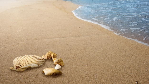 Vista ingrandita delle conchiglie sulla spiaggia sabbiosa