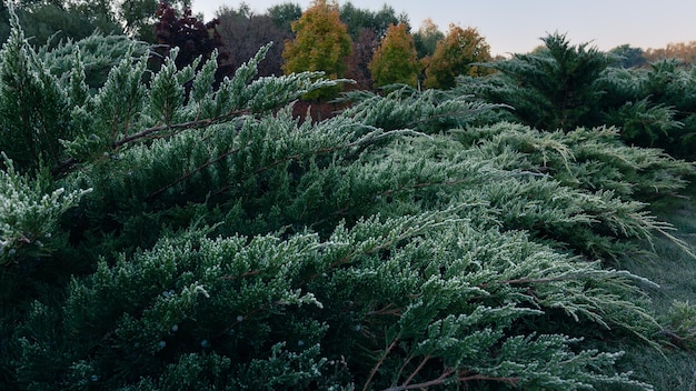 Vista ingrandita delle punte gelate dei rami del cespuglio di thuja