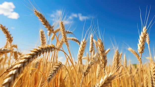 Vista ingrandita delle spighe di grano dorato in campo sotto il cielo blu pronto per il raccolto Paesaggio rurale