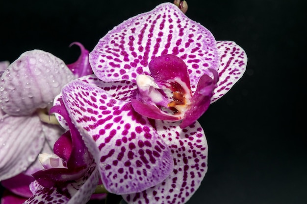 Vista ingrandita di bellissime orchidee su uno sfondo scuro con gocce d'acqua sui petali