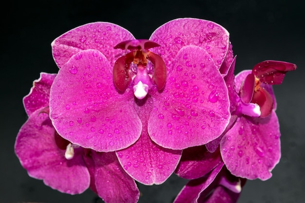 Vista ingrandita di bellissime orchidee su uno sfondo scuro con gocce d'acqua sui petali