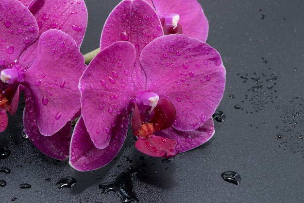 Vista ingrandita di bellissime orchidee su uno sfondo scuro con gocce d'acqua sui petali