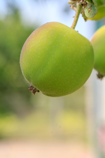 Vista ingrandita di mele verdi acerbe sull'albero in giardino nel giorno d'estate