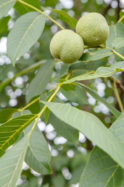 Vista ingrandita di noci verdi acerbe su un albero con un frutteto sullo sfondo sfocato