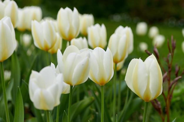 Vista ingrandita di tulipani bianchi che crescono in fiore fioritura nel lussureggiante giardino verde a casa Mazzo di fiori che sbocciano nel cortile paesaggistico Orticoltura coltivazione di piante decorative simbolo d'amore