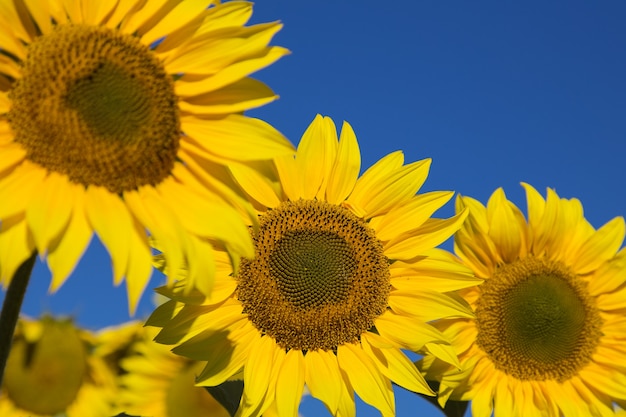 Vista ingrandita di un girasole giallo su uno sfondo di cielo azzurro con alcuni altri girasoli fuori fuoco